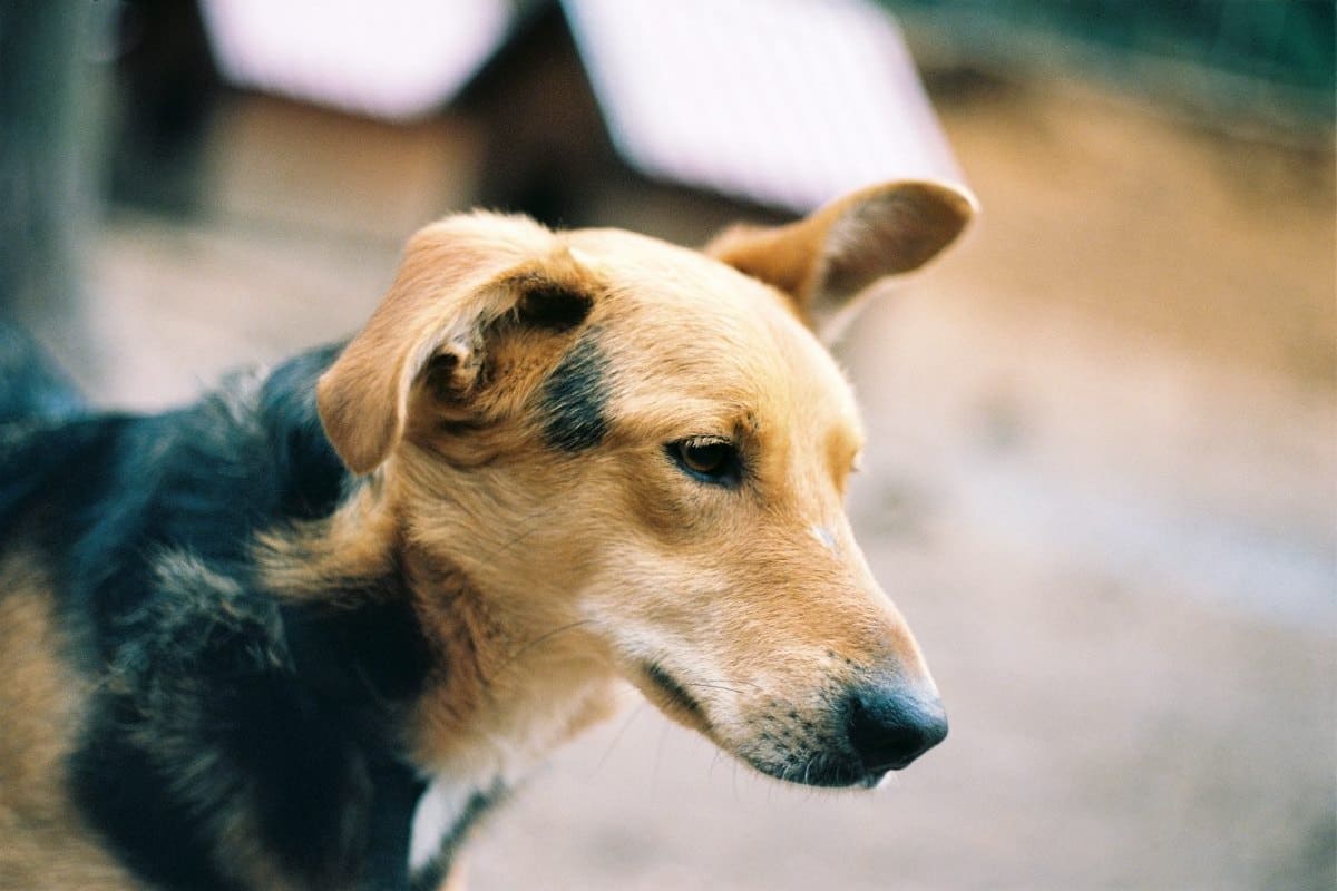 Who's Financially Responsible After a Dog Bite in Wisconsin?